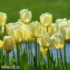 žlutý tulipán ivory florafale 6