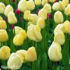 žlutý tulipán ivory florafale 8