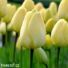 žlutý tulipán ivory florafale 1
