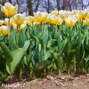 žlutobílý tulipán jaap groot 2