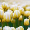 žlutobílý tulipán jaap groot 3