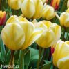 žlutobílý tulipán jaap groot 5