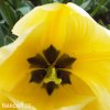 žlutobílý tulipán jaap groot 7