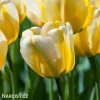 žlutobílý tulipán jaap groot 1