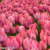 ruzovy tulipan van eijk 2