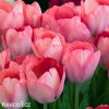 ruzovy tulipan van eijk 3