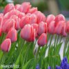 ruzovy tulipan van eijk 4