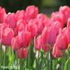 ruzovy tulipan van eijk 7
