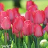 ruzovy tulipan van eijk 8