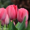 ruzovy tulipan van eijk 9