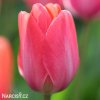 ruzovy tulipan van eijk 1