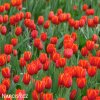 cerveny tulipan worlds favourite 2