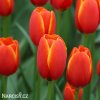 cerveny tulipan worlds favourite 3