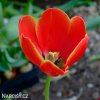 cerveny tulipan worlds favourite 5
