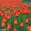 cerveny tulipan worlds favourite 6