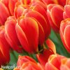 cerveny tulipan worlds favourite 7