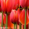 cerveny tulipan worlds favourite 8