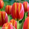 cerveny tulipan worlds favourite 9