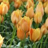 oranzovy tulipan batalinii bright gem 2