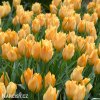 oranzovy tulipan batalinii bright gem 3