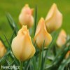oranzovy tulipan batalinii bright gem 4