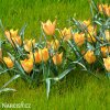 oranzovy tulipan batalinii bright gem 7