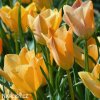 oranzovy tulipan batalinii bright gem 8