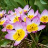 ruzovozluty tulipan bakeri lilac wonder 2