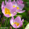ruzovozluty tulipan bakeri lilac wonder 4