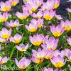 ruzovozluty tulipan bakeri lilac wonder 5