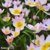 ruzovozluty tulipan bakeri lilac wonder 6