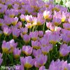 ruzovozluty tulipan bakeri lilac wonder 7