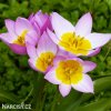 ruzovozluty tulipan bakeri lilac wonder 1