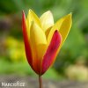 zlutocerveny tulipan clusiana chrysantha 2
