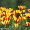 zlutocerveny tulipan clusiana chrysantha 4