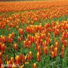 zlutocerveny tulipan clusiana chrysantha 5