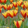zlutocerveny tulipan clusiana chrysantha 6