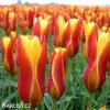 zlutocerveny tulipan clusiana chrysantha 7