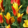 zlutocerveny tulipan clusiana chrysantha 1