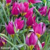 Fialovy nizky tulipan Eastern star pulchella 3