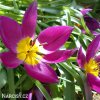 Fialovy nizky tulipan Eastern star pulchella 4