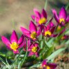 Fialovy nizky tulipan Eastern star pulchella 5