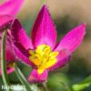 Fialovy nizky tulipan Eastern star pulchella 6