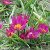 Fialovy nizky tulipan Eastern star pulchella 7