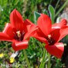 cerveny Tulipan Linifolia 3