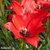 cerveny Tulipan Linifolia 1