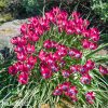 ruzovy nizky tulipan little beauty 2