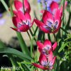 ruzovy nizky tulipan little beauty 4