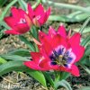 ruzovy nizky tulipan little beauty 5