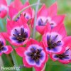 ruzovy nizky tulipan little beauty 6